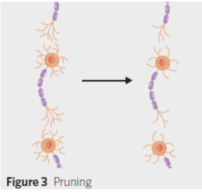 <ul><li><p><span style="background-color: transparent;"><span>Synaptic connections </span><strong><span>inadequately activated are eliminated</span></strong></span></p></li><li><p><span style="background-color: transparent;"><span>Accommodates for </span><strong><span>stronger and more essential</span></strong><span> synaptic connections</span></span></p></li><li><p><span style="background-color: transparent;"><span>Enhances the efficiency of brain functioning</span></span></p></li></ul><p></p>