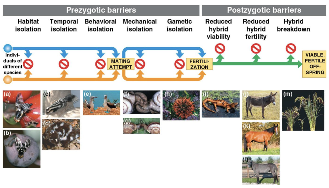 <p>Reproductive isolation</p>