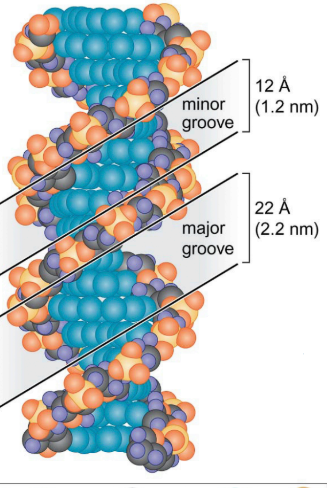 <ul><li><p>Important for proteins to bind to the major groove. </p></li><li><p>Most DNA binding proteins recognize the major groove. </p></li></ul><p></p>