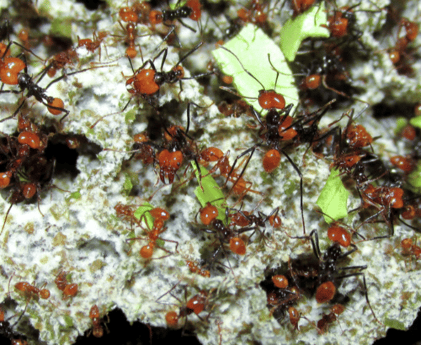 <p>Cultivation: Harvest leaves to grow mutualistic fungus Leucoagaricus gongylophorus, produces gongylidia as food.</p><p>Defense: Ants have Pseudonocardia bacteria in exoskeleton = antibiotics against parasitic Escovopsis fungus.</p>