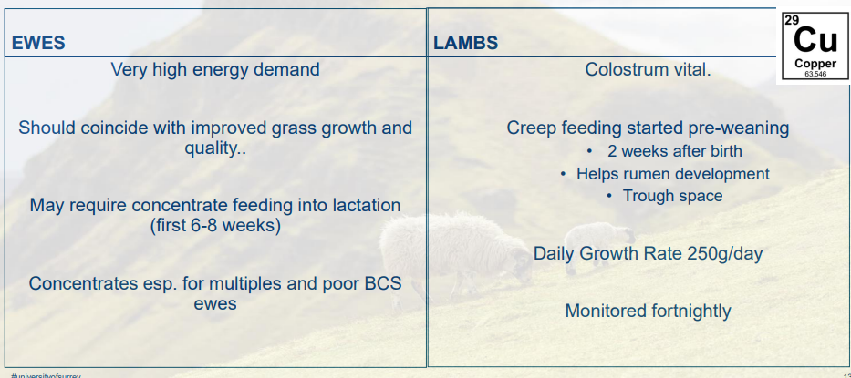 <p>two animals to consider</p>