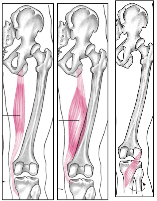 <p>knee internal rotation</p><p>agonists:</p><ol start="2"><li><p></p></li></ol>