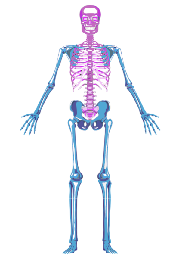 <p>makes up the main axis of our body, includes the head, neck, and trunk</p>