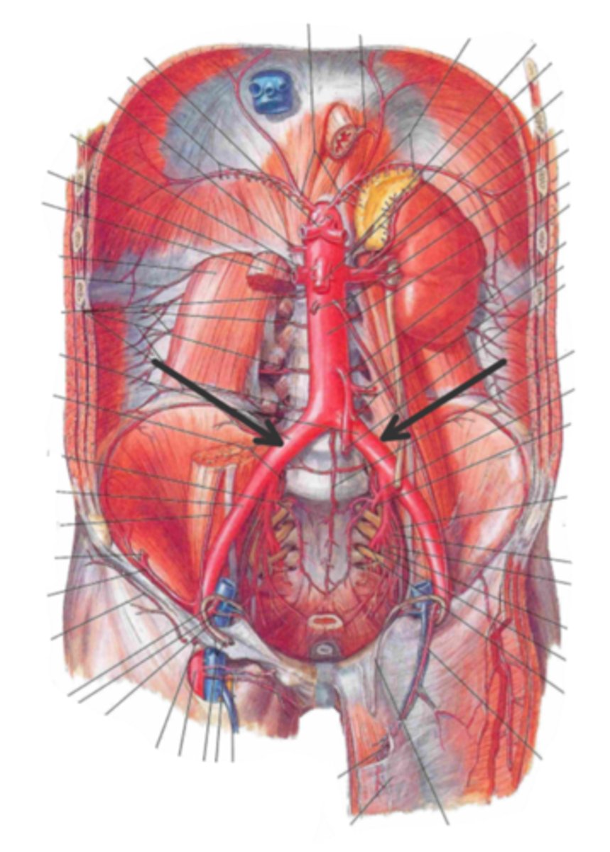 <p>identify the structure(s) indicated by the arrow</p>