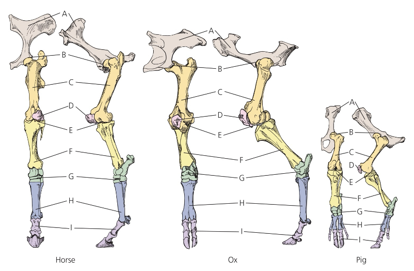 <p>A. Ilium </p><p>B. Pubis</p><p>C. Femur</p><p>D. Patella</p><p>E. Stifle? </p><p>F. Tibia</p><p>G. Tarsus (hook) </p><p>H. Metatarsus</p><p>I. Pastern Joint</p>