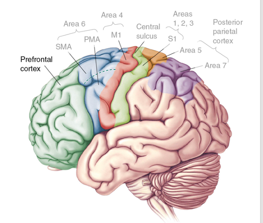 - Highest in the chain of command and greatest complexity
- Identifies a goal and determines what needs to be done to accomplish this
“What you need to do”
- Highly connected with sensory cortex 

Executive Function (EF):
- Higher cognitive processes for planning, organizing, and controlling thoughts, speech, and behaviors
- Involves a wide-range of skills
