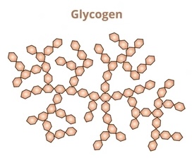 <p>Describe the structure of glycogen</p>