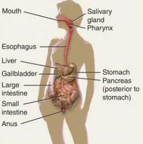 <p>Breaks down food, absorbs nutrients, eliminates waste.</p>
