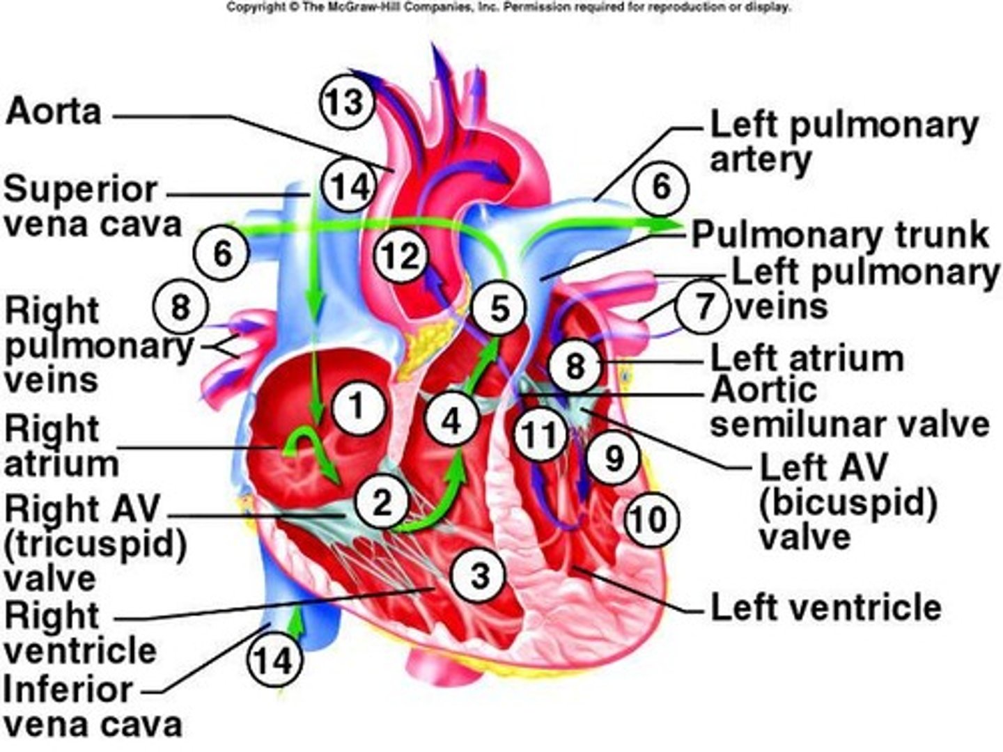 <p>Four chambers: atria and ventricles.</p>