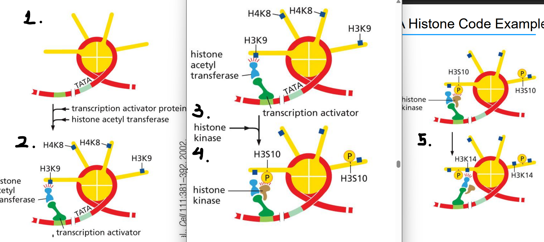 <ol><li><p>activator protein attracts histone acetyltransferase&nbsp;</p></li><li><p>HA acetylates H3K9 and H4K8</p></li><li><p>activator protein attracts histone kinase</p></li><li><p>histone kinase phosphorylates H3S10 (can only occur after acetylation of H3K9)</p></li><li><p>serine phosphorylation signals the acetyltransferase to acetylate H3K14</p></li><li><p>TFIID and a chromatin remodeling complex bind to modified tails and initiate transcription</p></li></ol><p>the code for transcription initiation is written</p>