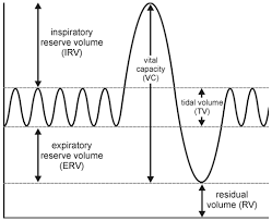 <p>Tidal Volume (TV)</p>