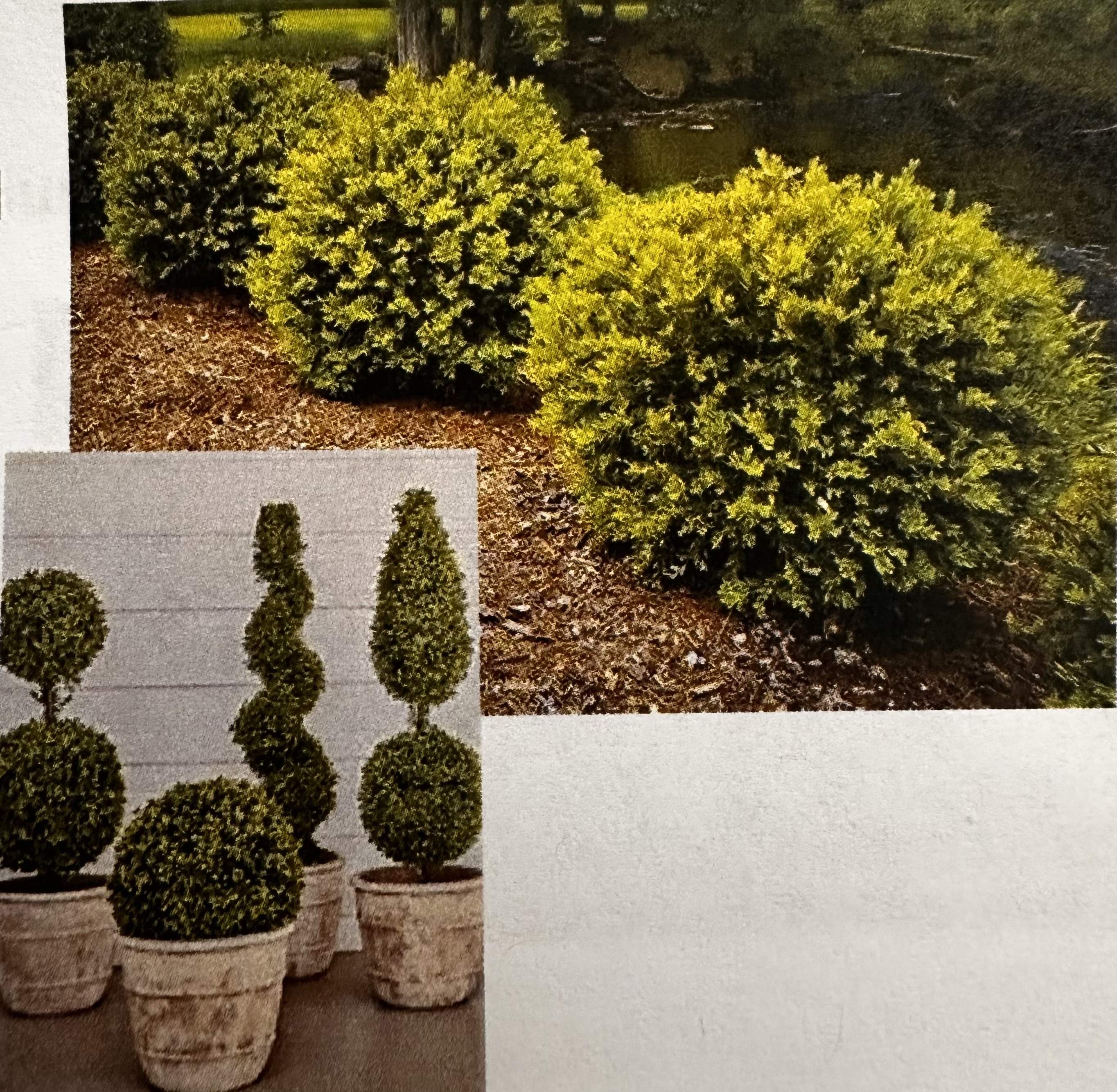 <p>Buxus </p>