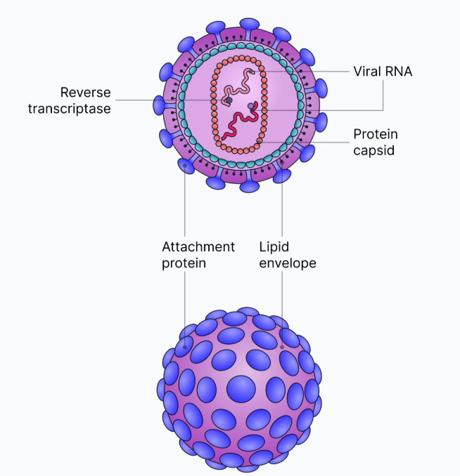 <p><strong>Lipid Envelope</strong></p><ul><li><p>Derived from the <strong>host cell membrane</strong>.</p></li><li><p>Contains <strong>attachment proteins </strong>that help the virus bind to T-helper cells.</p></li></ul><p><strong>Capsid</strong></p><ul><li><p>A <strong>protein coat</strong> that surrounds the genetic material.</p></li><li><p>Protects the viral RNA and enzymes inside.</p></li></ul><p><strong>Genetic Material (RNA)</strong></p><ul><li><p>HIV carries <strong>two single-stranded RNA molecules </strong>instead of DNA.</p></li><li><p>Contains <strong>genes for viral proteins</strong>.</p></li></ul><p><strong>Enzymes (Inside the Capsid)</strong></p><ul><li><p><strong>Reverse Transcriptase</strong>: Converts viral RNA into DNA inside the host cell.</p></li></ul><p></p>