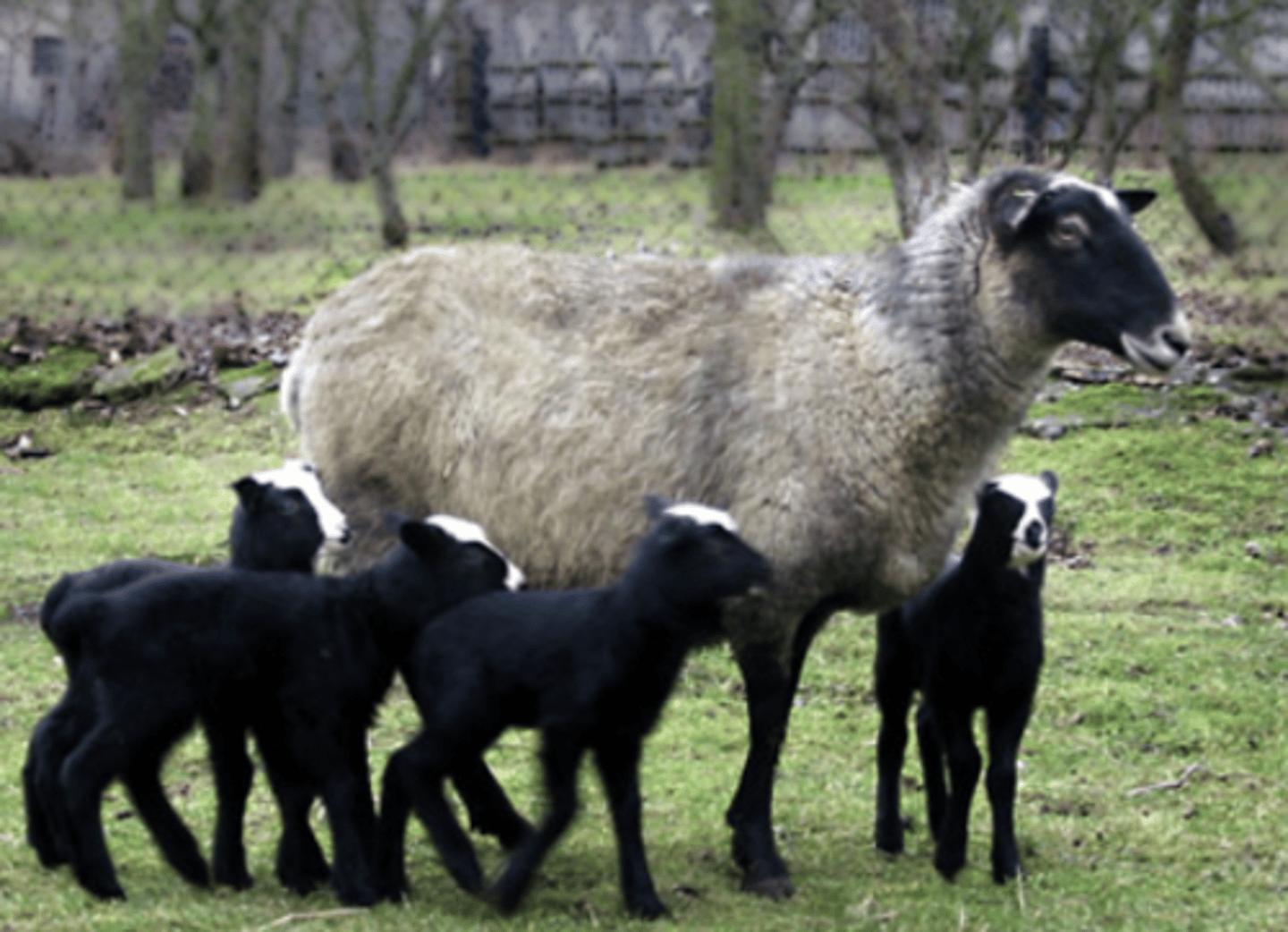 <p>black skin and face but with white wool, horizontal ears, meat and wool, super prolifiacy, polyvalent</p>