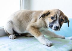 <p>Analyze the posture of this dog</p>