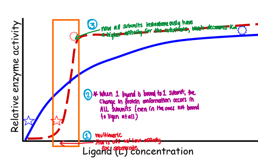 <p>When the binding of one ligand molecule affects the binding of subsequent ligand molecules</p><p>Example: </p><ol><li><p>Enzyme starts off with low affinity for substrate</p></li><li><p>When 1 ligand is bound to 1 subunit, the change in protein conformation occurs in ALL subunits (even ones not bound to ligen)</p></li><li><p>All subunits instantaneously have a higher affinity for the substrate</p></li></ol>