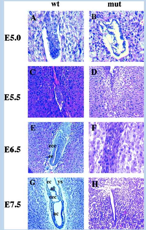 <p>YYI (and other gene) knock-out mice die near implantation</p><ul><li><p>YYI is an essential gene</p></li><li><p>mice with mutant alleles where pari implantation lethal</p></li></ul><p></p>
