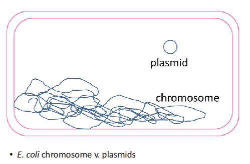 <p>plasmids are supercoiled ; denatured supercoiled plasmids are like interlocking rings</p>