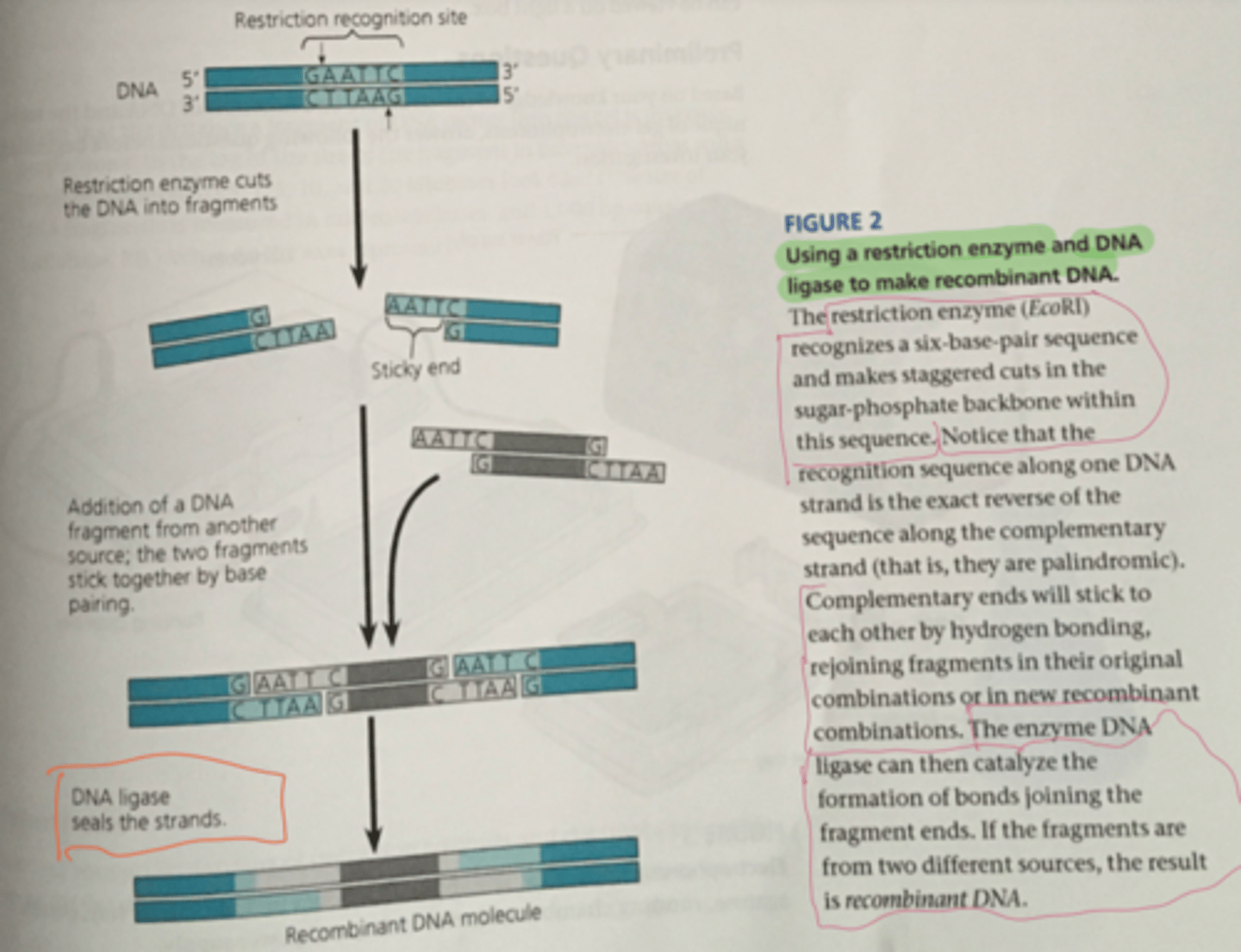 <p>Help manipulate DNA molecules.<br><br>restriction enzymes recognizes a six-base-pair sequence and makes staggered cuts in sugar-phosphate backbone w/i sequence<br><br>i.e. Bacteria use restriction enzymes as defense against virus infections by recognizing and cutting foreign DNA</p>