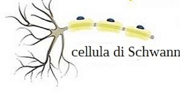 <p>Cellule di Schwann</p>