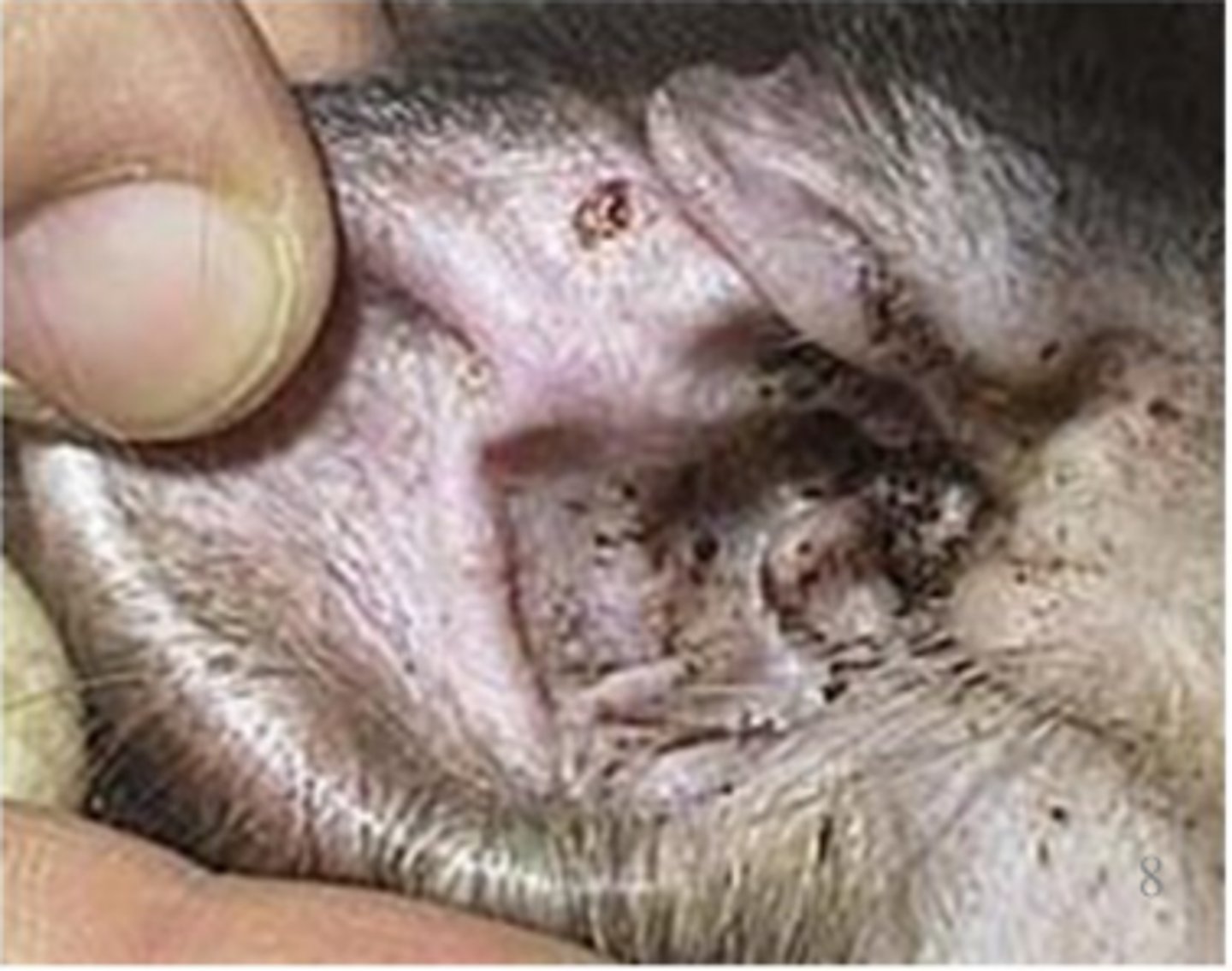 <p>What parasite is responsible for this dark waxy cerebrum in the dogs ear pictured?</p>