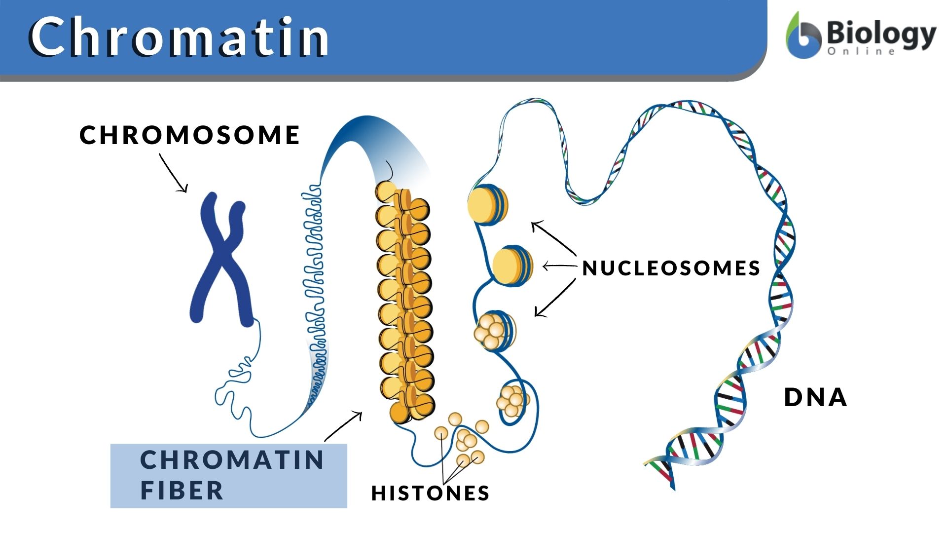 <p>Composed of DNA wound around proteins called histones. </p><ul><li><p>Looks like beads on a string</p></li><li><p>When a cell’s about to divide, chromatin threads coil and condense to form dense, rodlike bodies called chromosomes</p></li></ul><p></p>
