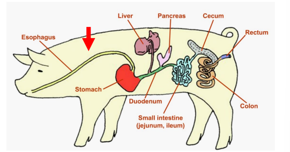 <p><strong><u>Monogastrics: Pigs, Dogs, Cats</u></strong></p><p><strong><em><mark data-color="yellow" style="background-color: yellow; color: inherit;">MOUTH</mark></em></strong></p><ul><li><p><span style="color: red;"><strong>Saliva </strong></span>added as a lubricant and, in some species, contains _____ to begin starch digestion </p></li></ul><p></p>