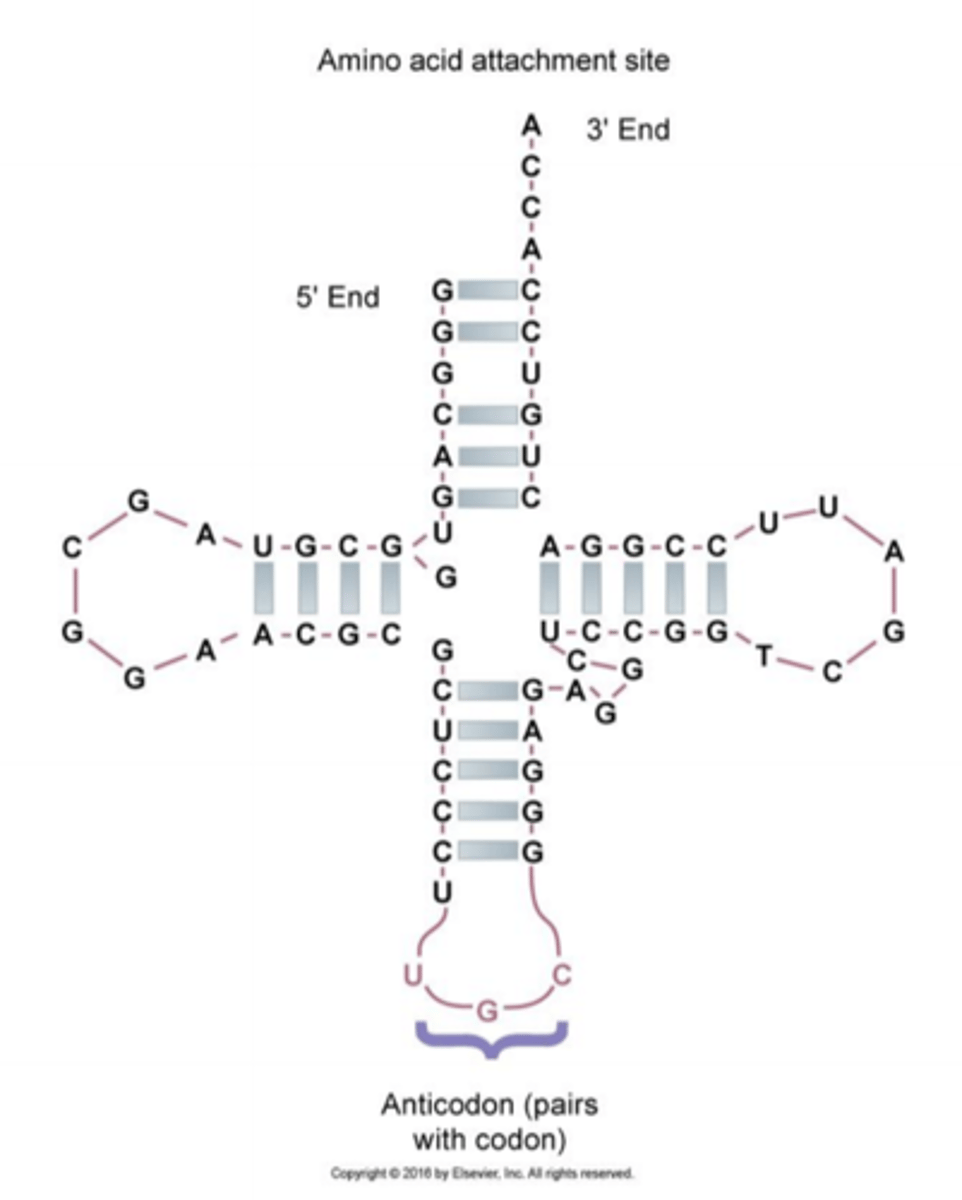 <p>Transfer-RNA binder og bærer aminosyrerne til ribosomerne under translationsprocessen (15 %)</p><p>Et tRNA-molekyle indeholder to bindingssteder: ét for en bestemt sekvens (den genetiske kode) i mRNA-strengen og ét for den bestemte aminosyre, der skal indsættes i polypeptidkæden ifølge den genetiske sekvens. tRNA-molekylerne kan således læse koden i mRNA og bringe aminosyren til den rette plads i peptidsekvensen</p><p>tRNA-molekylerne bærer aminosyrerne til ribosomet, hvor også mRNA-strengen er bundet. tRNA binder sekvensspecifikt til mRNA-strengen og indsætter aminosyrerne, som det dikteres af mRNA-strengen. Ribosomet katalyserer altså sammenkoblingen af aminosyrerne til en polypeptidkæde(aminosyrer som er kovalent sammenbundet via peptidbindinger - danner en kæde)</p>