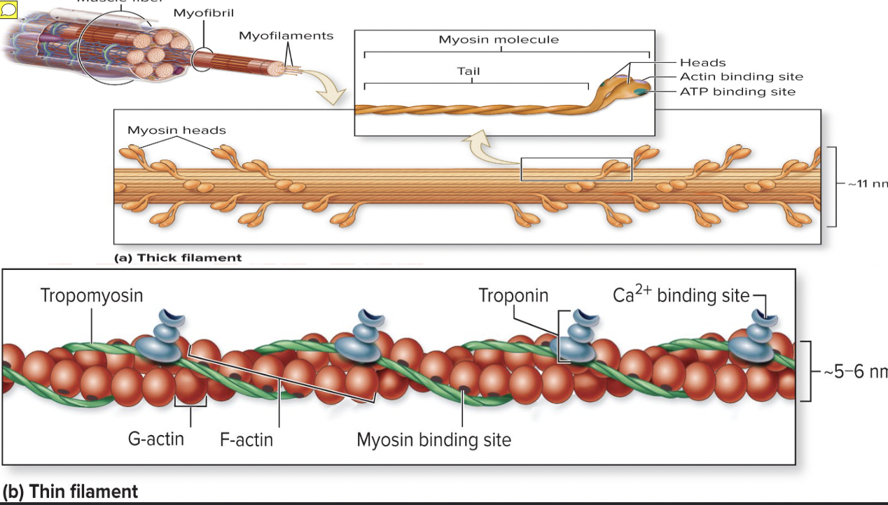 <p>Thin filaments (myofilaments)</p>
