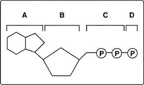 Look at figure 8-1. All of the following are parts of an ADP molecule EXCEPT
