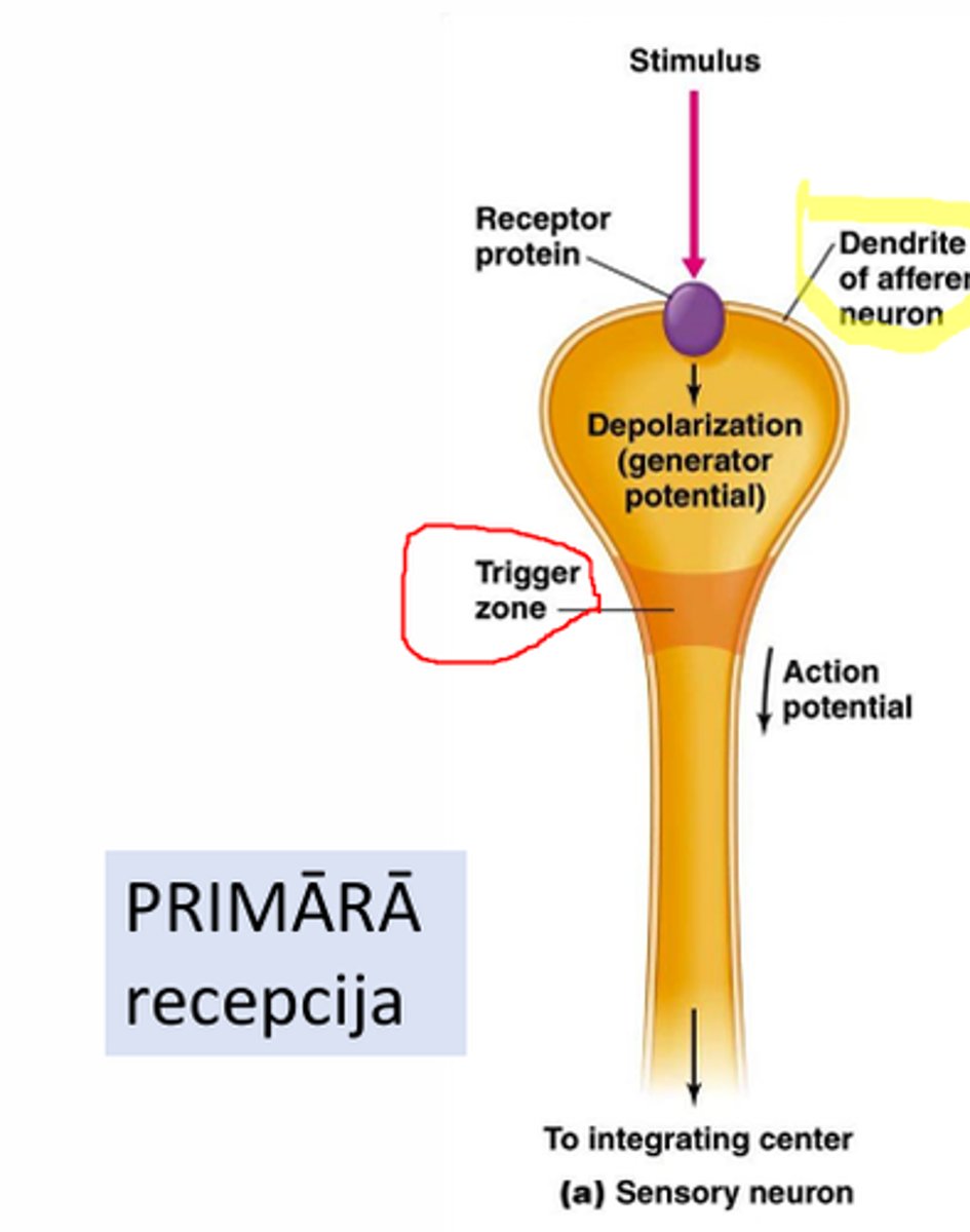 <p>kairinātājs izraisa jonu caurlaidības pārmaiņas NERVGALĪ un</p><p>• veidojas ģeneratoriskais potenciāls (ĢP) un</p><p>• ja tiek sasniegts depolarizācijas slieksnis - veidojas darbības potenciāls (DP), tas izplatās pa sensoro neironu uz CNS.</p>