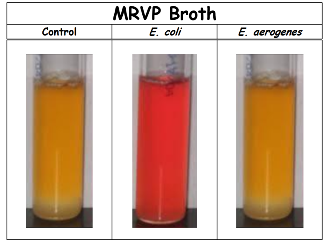 <p>control: no color change (-). Organism does not perform a mixed acid fermentation (acidic end products were not made in detectable amounts).</p><p>E. coli: red (+). Organism performs a mixed acid fermentation.</p><p>E. aerogenes: no color change (-). Organism does not perform a mixed acid fermentation (acidic end products were not made in detectable amounts).</p>