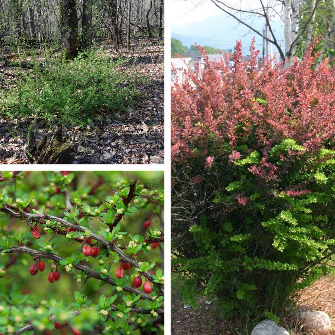 <p>Japanese barberry</p>