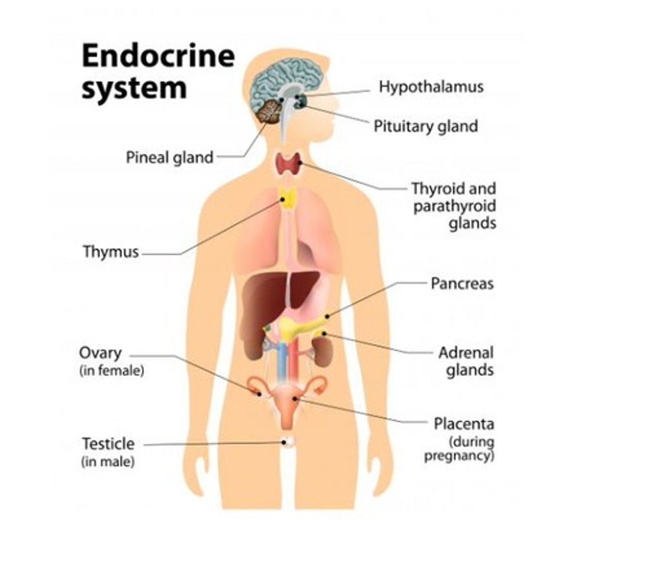 <p>The system made up of all the body's hormones that regulates biological processes from conception through old age.</p>