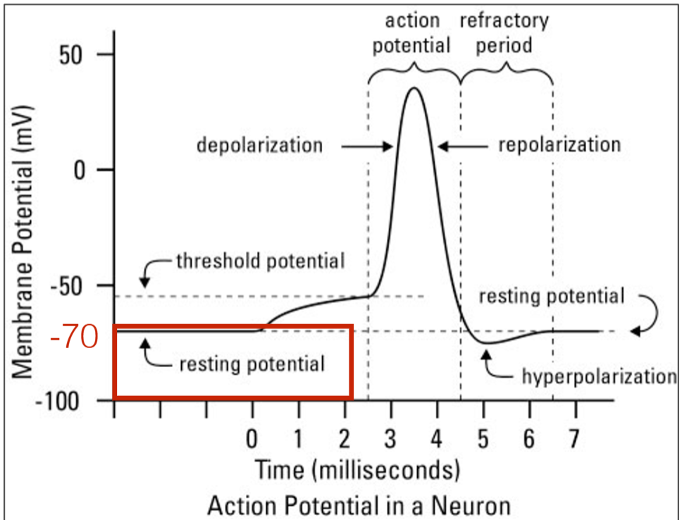 <p><span>Resting potential</span></p>