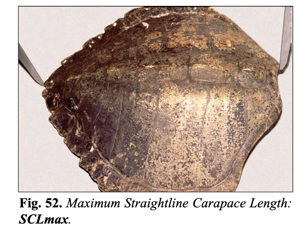 <p><span>Maximum Carapace Length (SCLmax and CCLmax), also sometimes called greatest length,</span><br><span>is from the anterior-most part of the carapace to the posterior-most tip of the carapace on the same side.</span> SCL is with a caliper, CCL is with a measuring tape.</p>