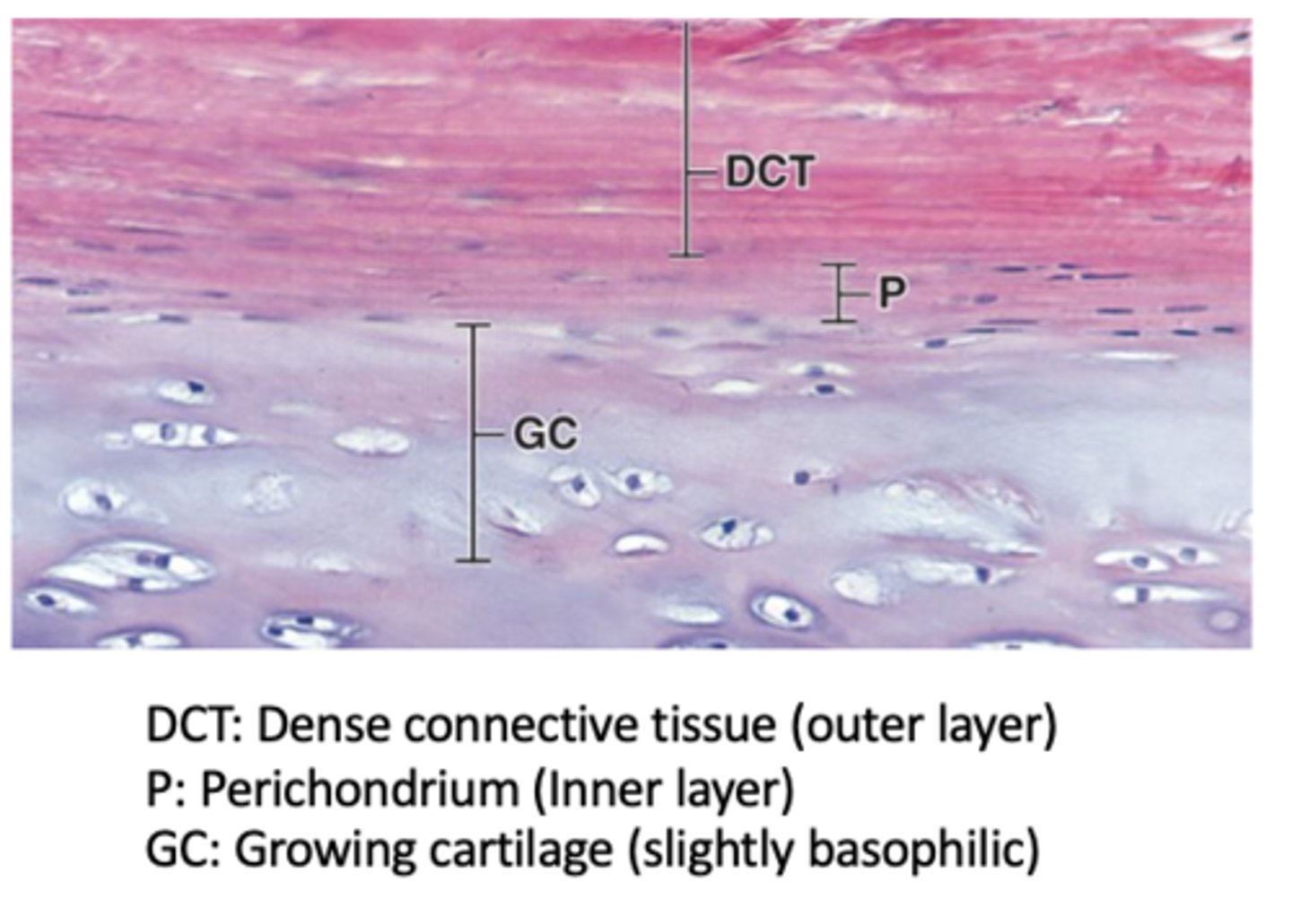 <p>Which hyaline cartilage surfaces are covered by perichondrium?</p>