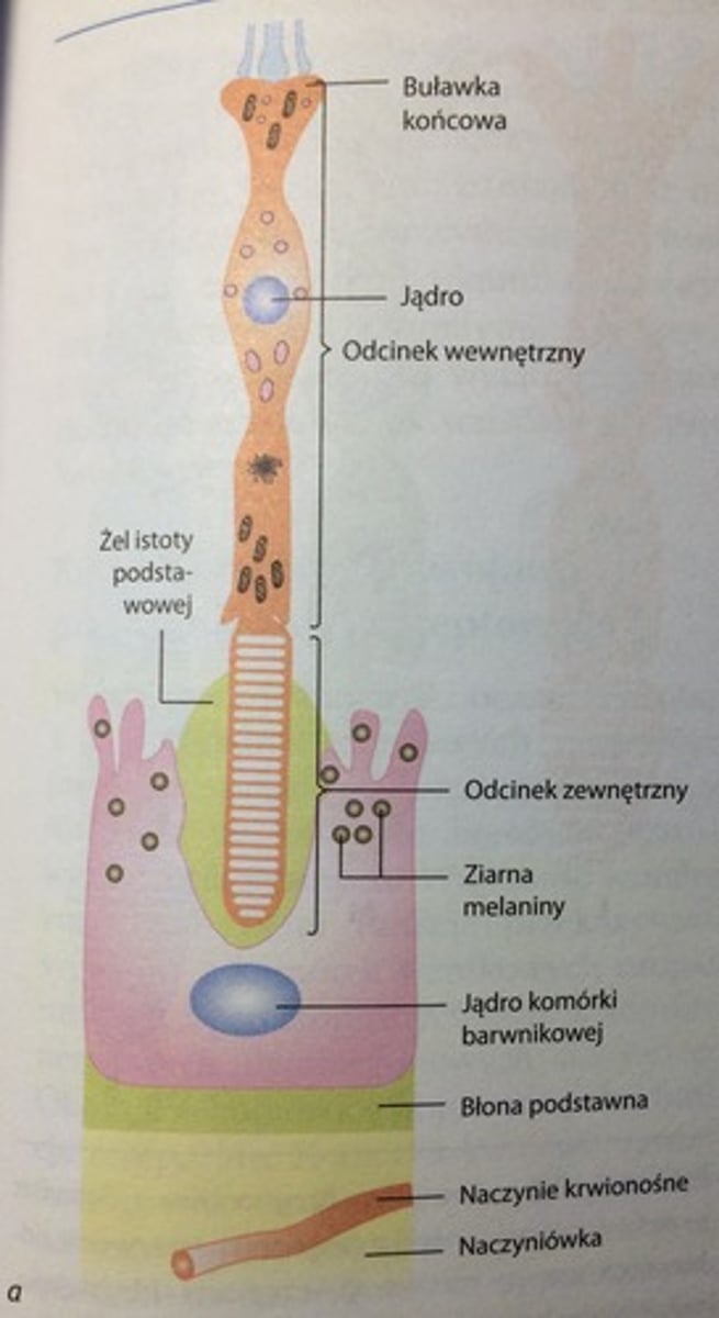 <p>neuron receptorowy odbierający słabe światło monochromatyczne; w siatkówce jest ich 100 mln. </p><p>Komórka wzrokowa pręcikonośna zbudowana jest z odcinka zewnętrznego i wewnętrznego. </p><p>Odcinek zewnętrzny/pręcik jest zmodyfikowanym dendrytem, zawiera płaskie pęcherzyki/dyski z rodopsyną (cząsteczka czuła na światło). Pęcherzyki stale przesuwają&nbsp;się do ku wierzchołkowi pręcika, gdzie ulegają egzocytozie, następnie są fagocytowane przez kom. nabłonka barwnikowego. Przesuwanie się&nbsp;pęcherzyków od przewężenia do wierzchołka - 9-13 dni. </p><p>Odcinek wewnętrzny ma jądro kom., liczne mitochondria i polisomy, które syntetyzują opsynę (białko błonowe). </p><p>Podstawna cz. kom. wzrokowej pręcikonośnej jest rodzajem aksonu i kończy się buławką końcową (wchodzi w skład synapsy kom. pręcikonośna-dendryt kom. dwbiegunowej/aksonu kom. poziomej). </p>
