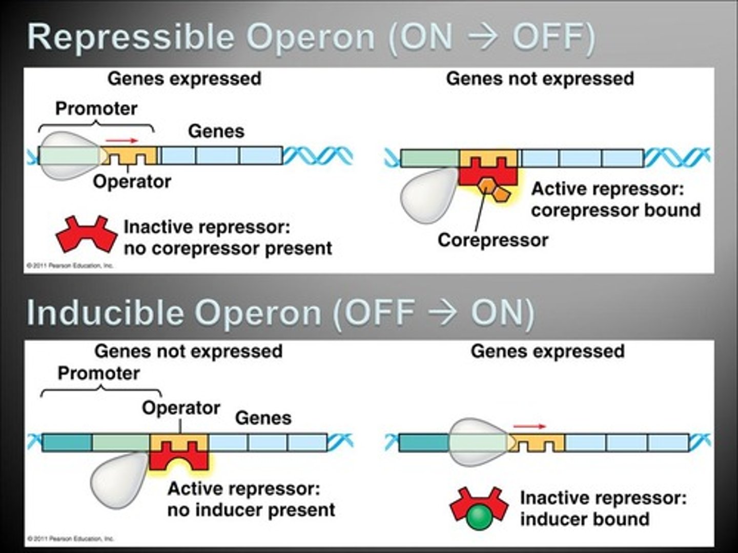 <p>A repressible operon is on until it is turned off ("repressed").</p><p>An inducible operon is off until it is turned on ("induced").</p>