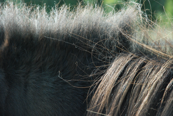 <p>AKP store husdyr blok 3 23/24</p><p>Du tilkaldes til en hest, idet ejer har observeret at manen er blevet grim og med uens længde. Hvad observerer du og hvad skyldes dette sandsynligvis?</p><p>1 Hypotrikose som følge af PPID </p><p>2 Knækkede og flossede hår som følge af kløe </p><p>3 Hypertrikose som følge af kløe </p><p>4 Knækkede og flossede hår som følge af PPID</p>