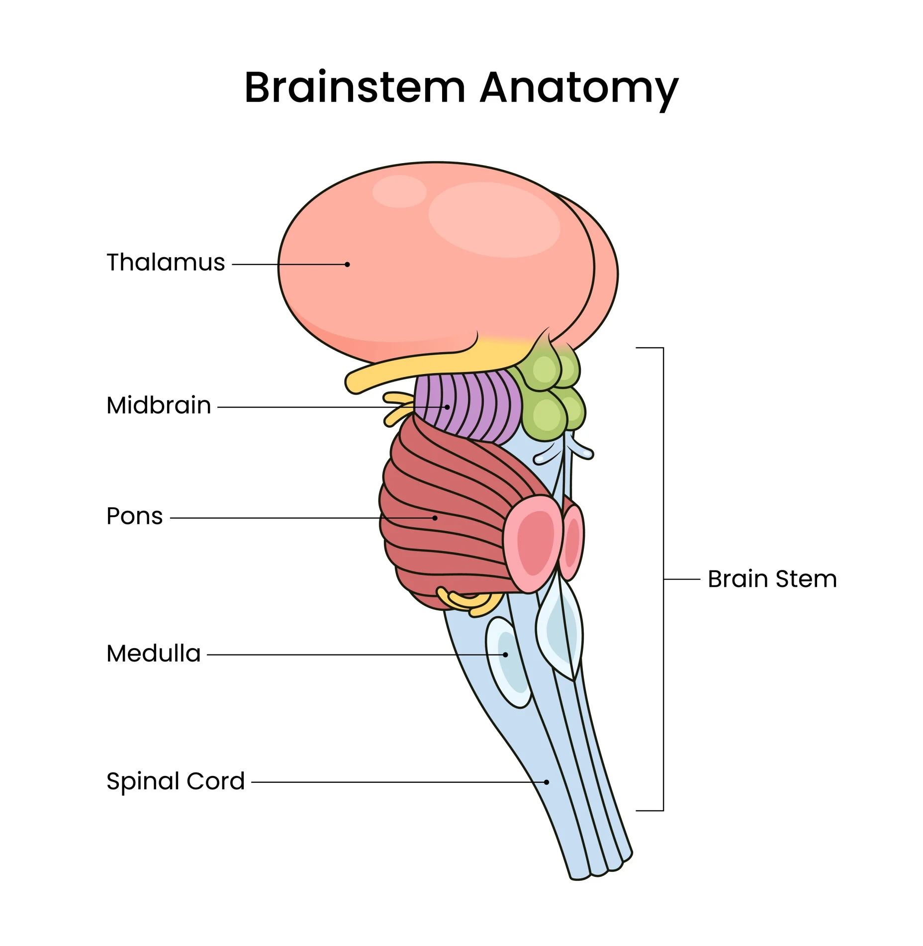 <p>Order from top to bottom: midbrain, pons, medulla</p><p>Mnemonic device: My Perfect Mocha Steams </p><ul><li><p>My- midbrain, perfect- pons, mocha- medulla, steams- close to steam for brainsteam</p></li></ul><p></p>