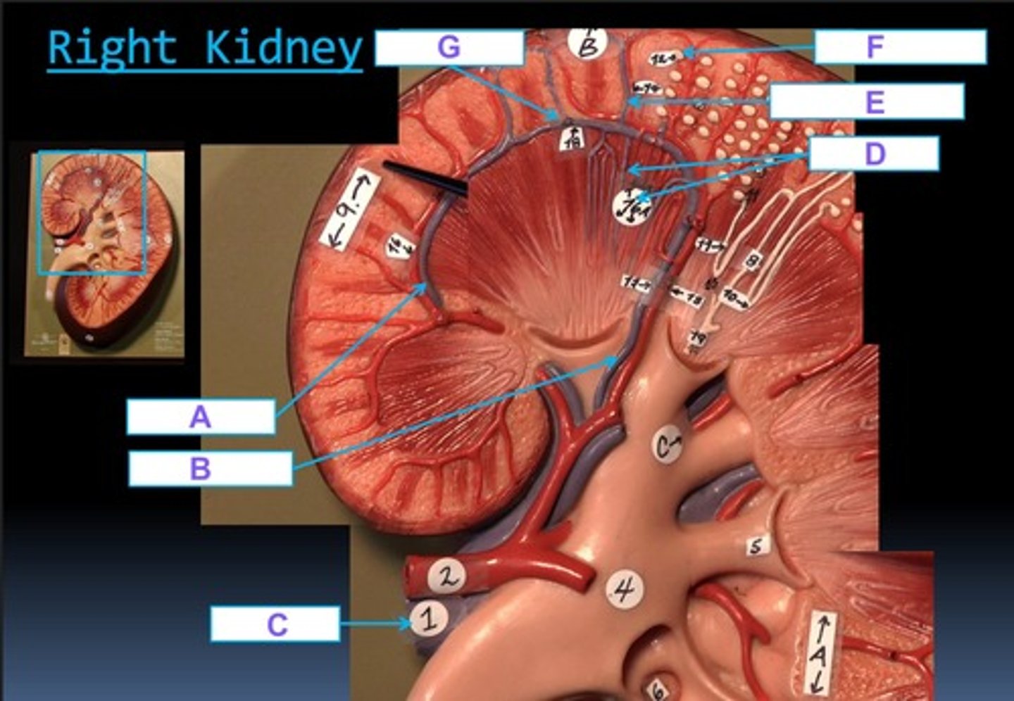 <p>F</p>
