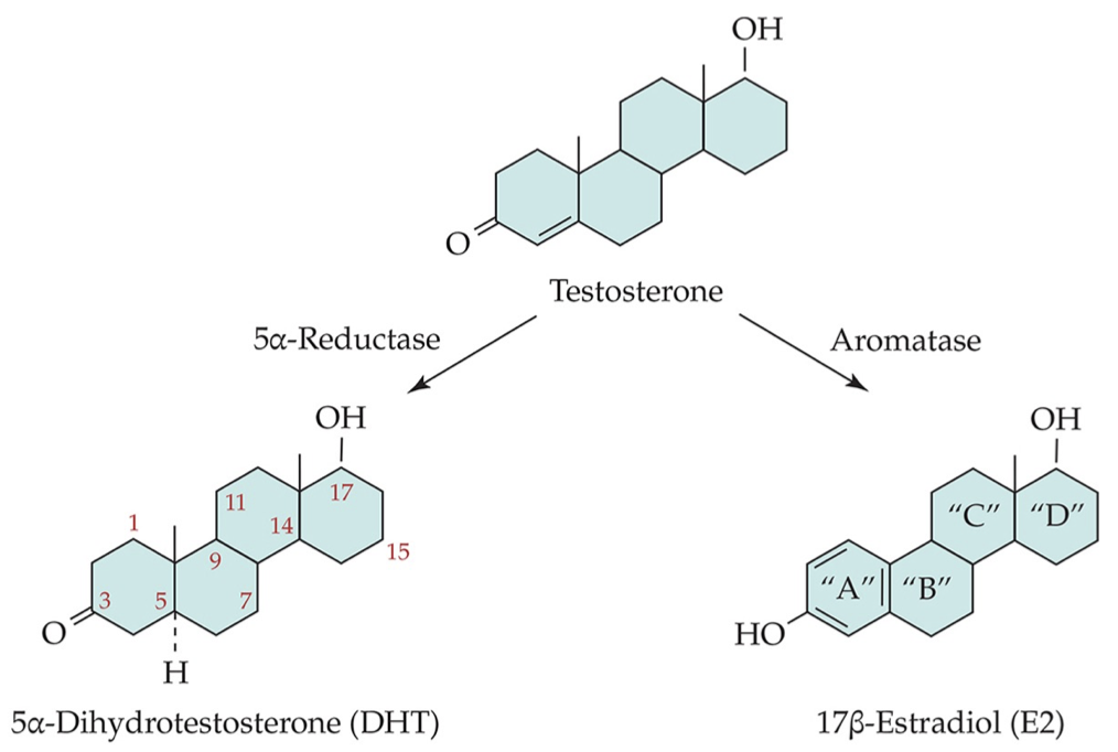<ul><li><p>testosterone is a prohormone (physiologically inactive precursor of a hormone) for an estrogen (estradiol) and an androgen (DHT)</p></li></ul><p></p>
