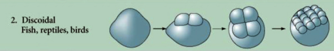 <ul><li><p>cleavage occur only in the small disk that is free of yolk.</p><ul><li><p>Ex. Fish, reptiles, birds</p></li></ul></li></ul>