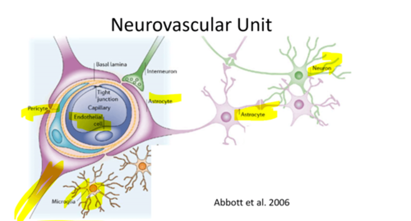<p>an active barrier consisting of influx transporters, efflux transporters, and metabolic enzymes in endothelial cells</p>