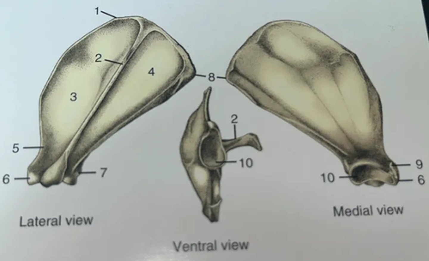 <p>1. Cranial angle</p><p>2. Spine of scapula</p><p>3. Supraspinatus fossa</p><p>4. Infraspinatus fossa</p><p>5. Neck</p><p>6. Supraglenoid tubercle</p><p>7. Infraglenoid tubercle</p><p>8. Caudal angle</p><p>9. Coracoid process</p><p>10. Glenoid cavity</p>