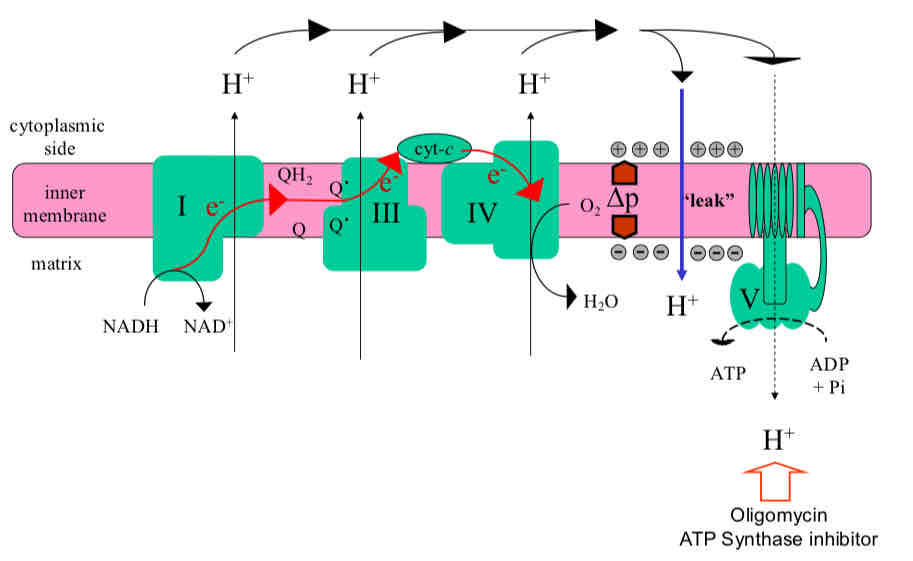<p>Proton Leak and Uncoupling of Oxidative Phosphorylation</p>