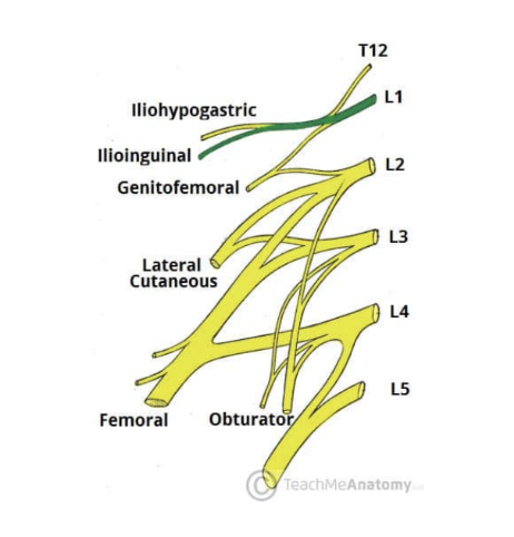 <ul><li><p>2nd branch of lumbar plexus — follows same anatomical course as the larger iliohypogastric nerve — after innervating muscles of anterior abdominal wall, it passes through the superficial inguinal ring to innervate the skin of the genitalia &amp; middle thigh </p></li><li><p>Roots — L1 </p></li><li><p>Motor functions — innervates internal oblique &amp; transversus abdominis </p></li><li><p>Sensory functions — Innervates skin on superior antero-medial thigh</p><ul><li><p>In males also supplies skin over root of penis &amp; anterior scrotum</p></li><li><p>In females also supplies skin over mons pubis &amp; labia majora</p></li></ul></li></ul>