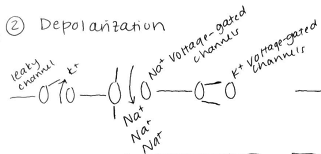 <p>Depolarization</p><p>Na+ voltage-gated channels allow Na+ entry into the cell → cell becomes more +</p><p>K+ voltage-gated channels are opening slowly, basically closed</p>