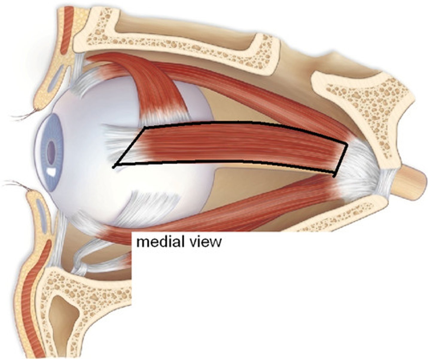 <p>Turns the eyes inward towards the nose (add)</p>